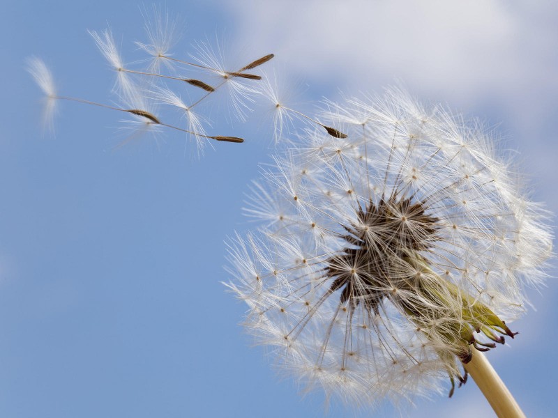 Common Dandelion; Seed head; Taraxacum officinale; macro; close up;
