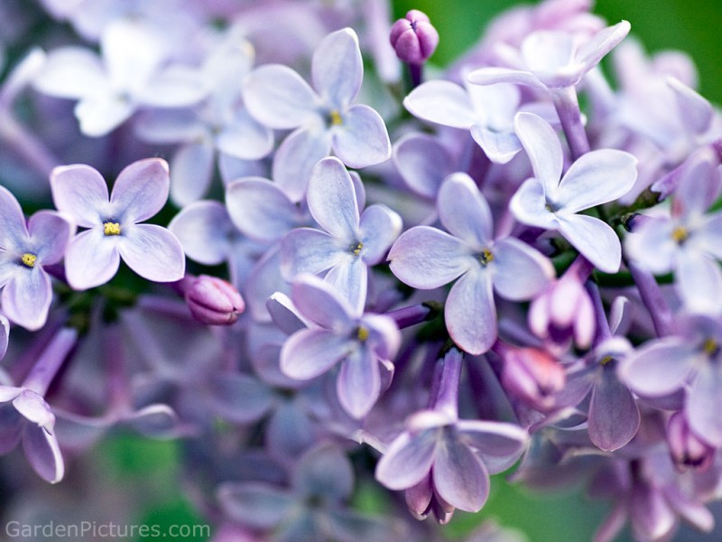 lilac-flowers